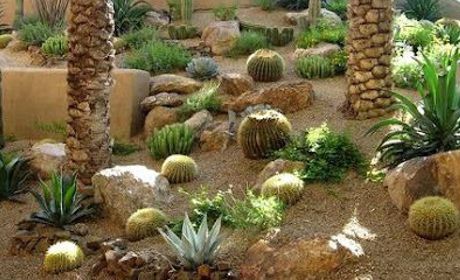 Un estilo elegante y discreto es tener un jardín tipo desertico.