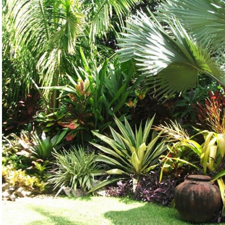 Lleno de plantas de especies frondosas para cubrir zonas amplias.